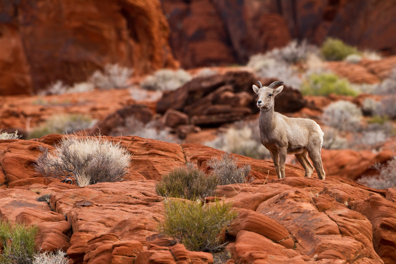 Bighorn On Slickrock